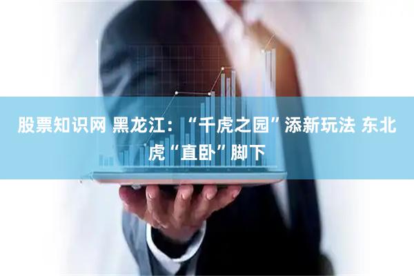 股票知识网 黑龙江：“千虎之园”添新玩法 东北虎“直卧”脚下